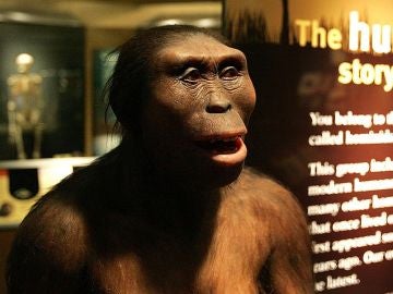Recreación de un Australopithecus
