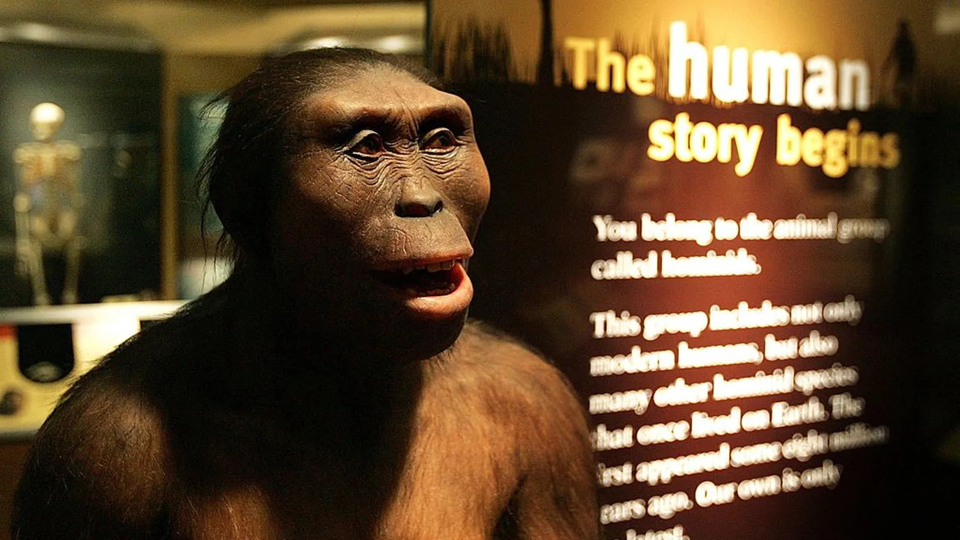 Recreación de un Australopithecus Recreación de un Australopithecus