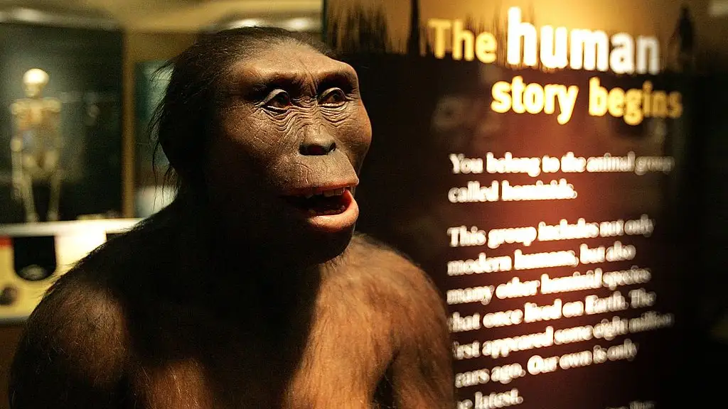Recreación de un Australopithecus Recreación de un Australopithecus