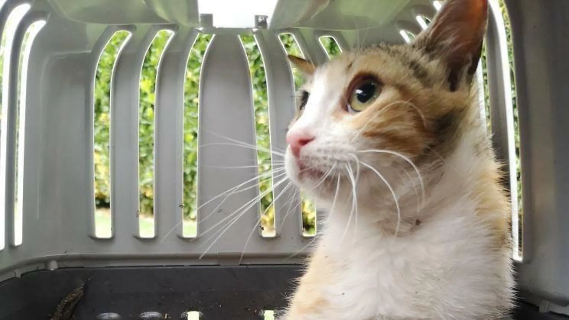 Gato en trasportín Gato en trasportín