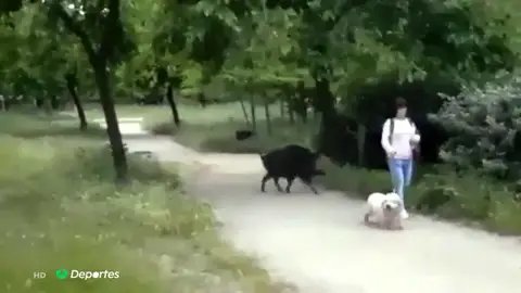 jabali jabali