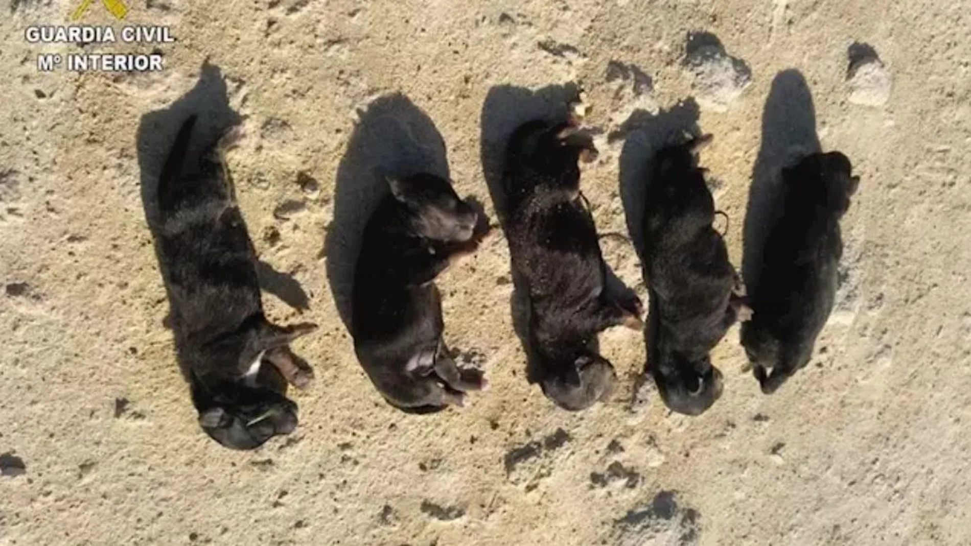 Cinco cachorros de perros asesinados Cinco cachorros de perros asesinados