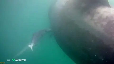 La sorpresa de un hombre al encontrarse con un enorme tiburón en la cosa de Granada La sorpresa de un hombre al encontrarse con un enorme tiburón en la cosa de Granada