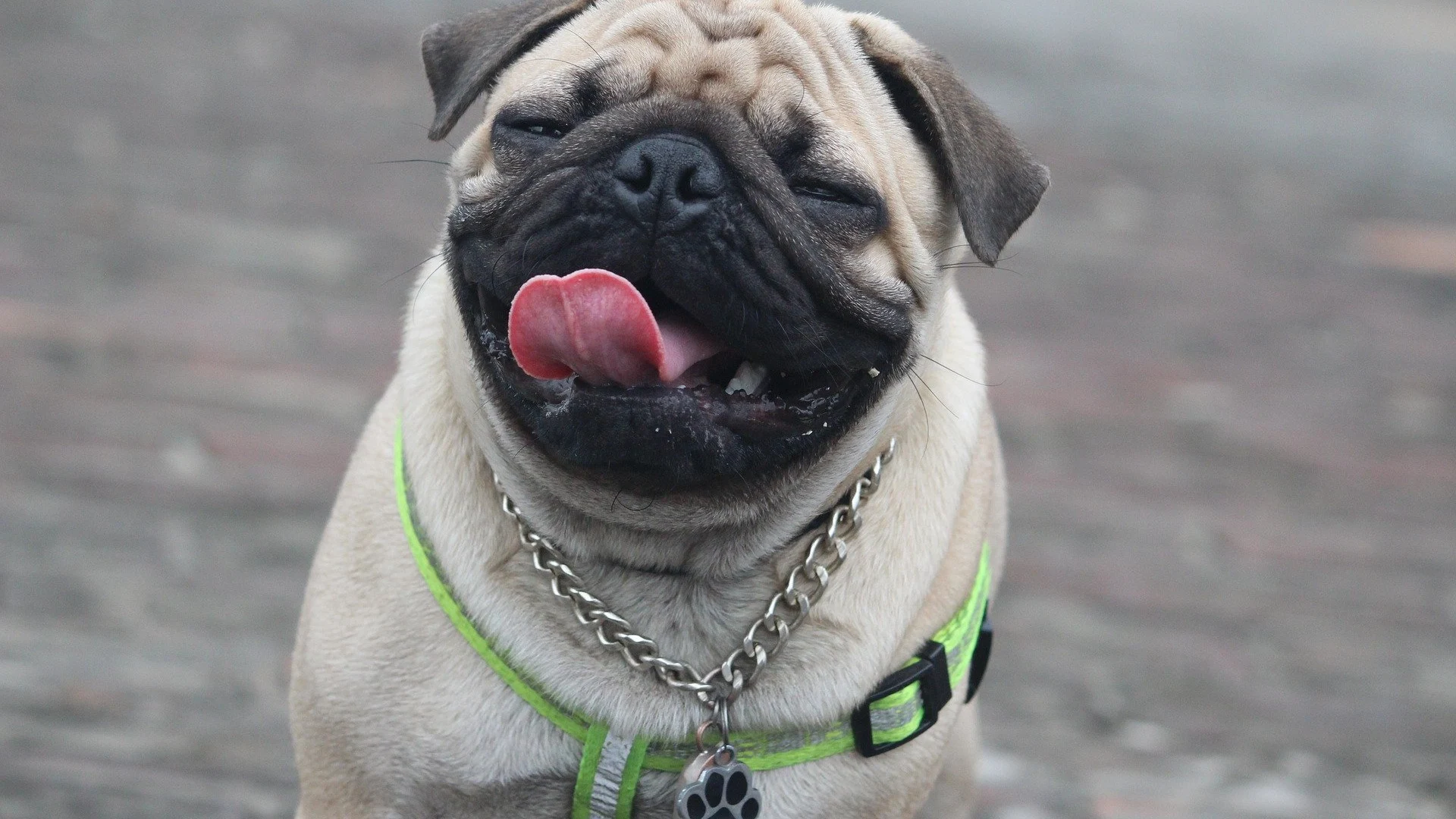 Día Mundial del Perro 2020: ¿Por qué se celebra el 21 de julio? Día Mundial del Perro
