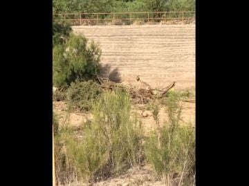 Vídeo: Así es una persecución real entre un coyote y un correcaminos