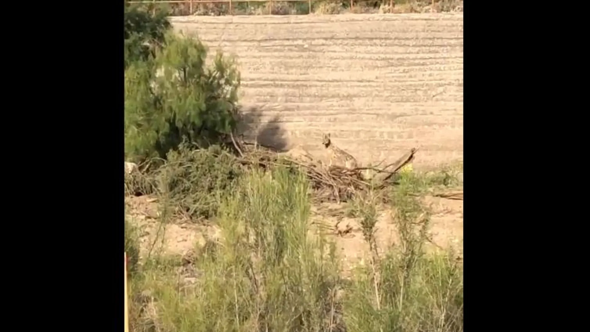 Vídeo: Así es una persecución real entre un coyote y un correcaminos Vídeo: Así es una persecución real entre un coyote y un correcaminos