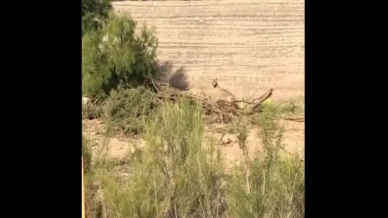 Vídeo: Así es una persecución real entre un coyote y un correcaminos Vídeo: Así es una persecución real entre un coyote y un correcaminos