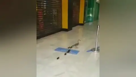 Una familia de patos toma un centro comercial de Cádiz vacío por el confinamiento por coronavirus Una familia de patos toma un centro comercial de Cádiz vacío por el confinamiento por coronavirus