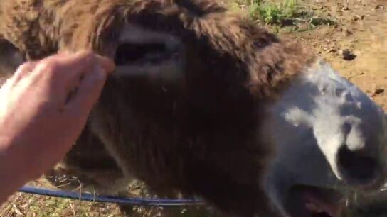 Baldomera, la burra que llora al reencontrarse con su due&ntilde;o curado de coronavirus