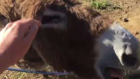 Baldomera, la burra que llora al reencontrarse con su dueño curado de coronavirus Baldomera, la burra que llora al reencontrarse con su dueño curado de coronavirus