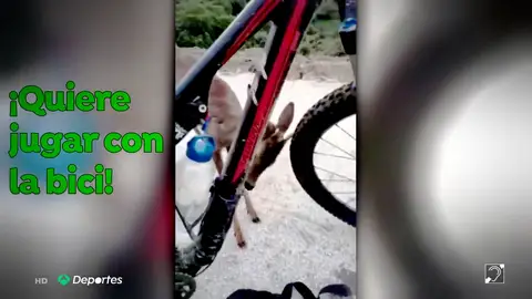 La explicación al encuentro de un corzo y un ciclista La explicación al encuentro de un corzo y un ciclista