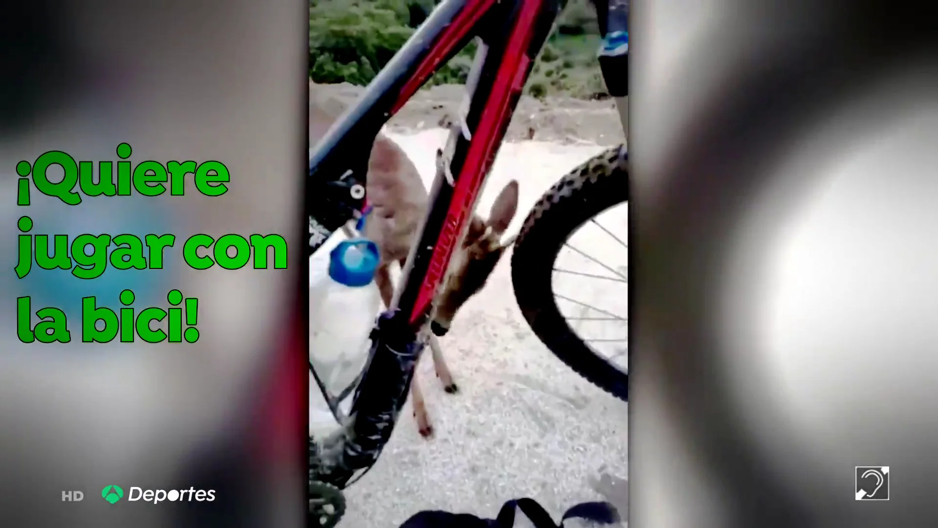 La explicación al encuentro de un corzo y un ciclista La explicación al encuentro de un corzo y un ciclista