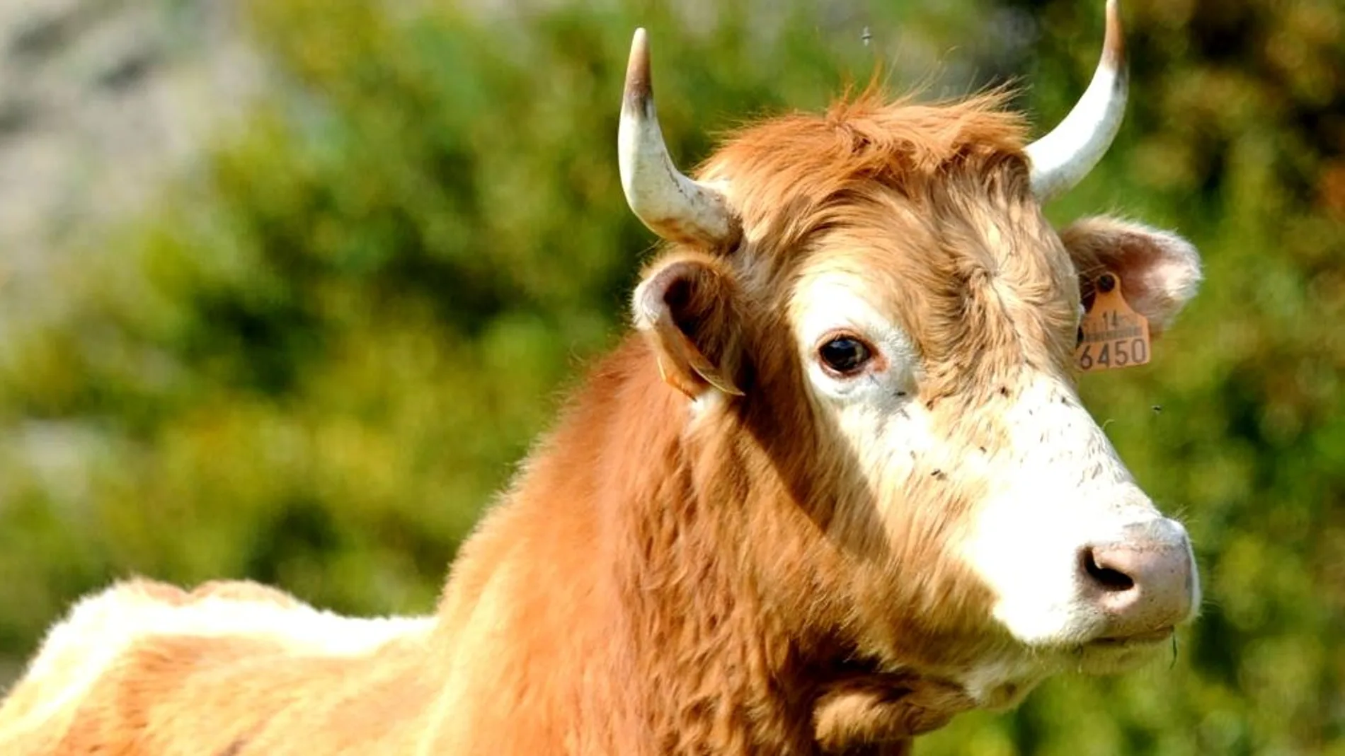 Foto de archivo de una vaca betizu Foto de archivo de una vaca betizu