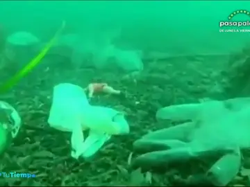 Las mascarillas inundan el mar: "Podría haber más mascarillas que medusas en los próximos años" Las mascarillas inundan el mar: "Podría haber más mascarillas que medusas en los próximos años"