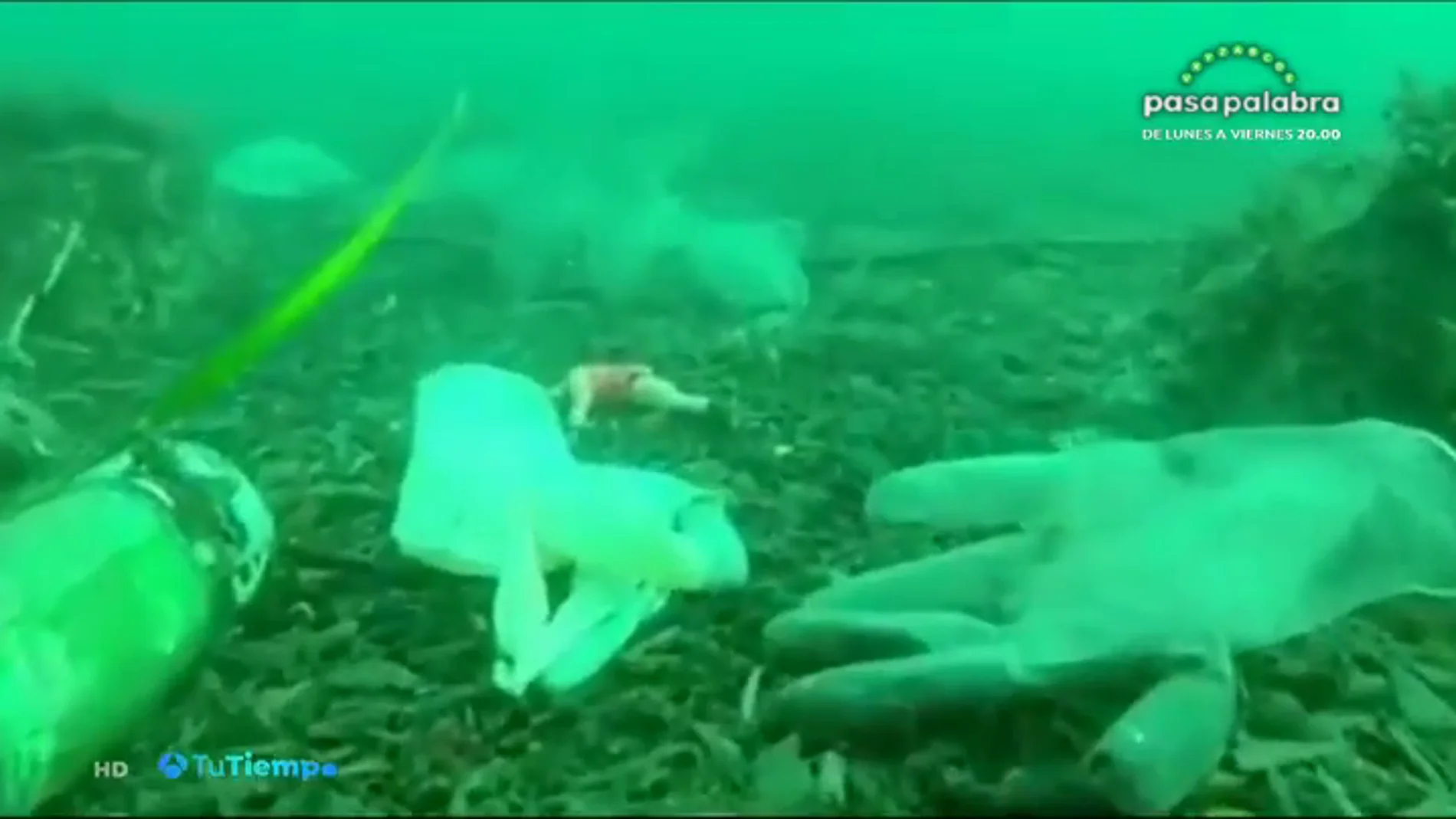 Las mascarillas inundan el mar: "Podría haber más mascarillas que medusas en los próximos años" Las mascarillas inundan el mar: "Podría haber más mascarillas que medusas en los próximos años"