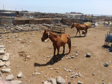 Maltrato animal. Explotación ganadera en Ingenio, Gran Canaria