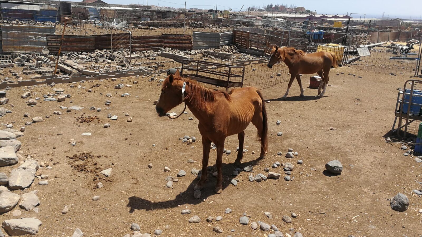 Hallados varios animales maltratados y otros en estado de putrefacción en una finca de Gran Canaria 