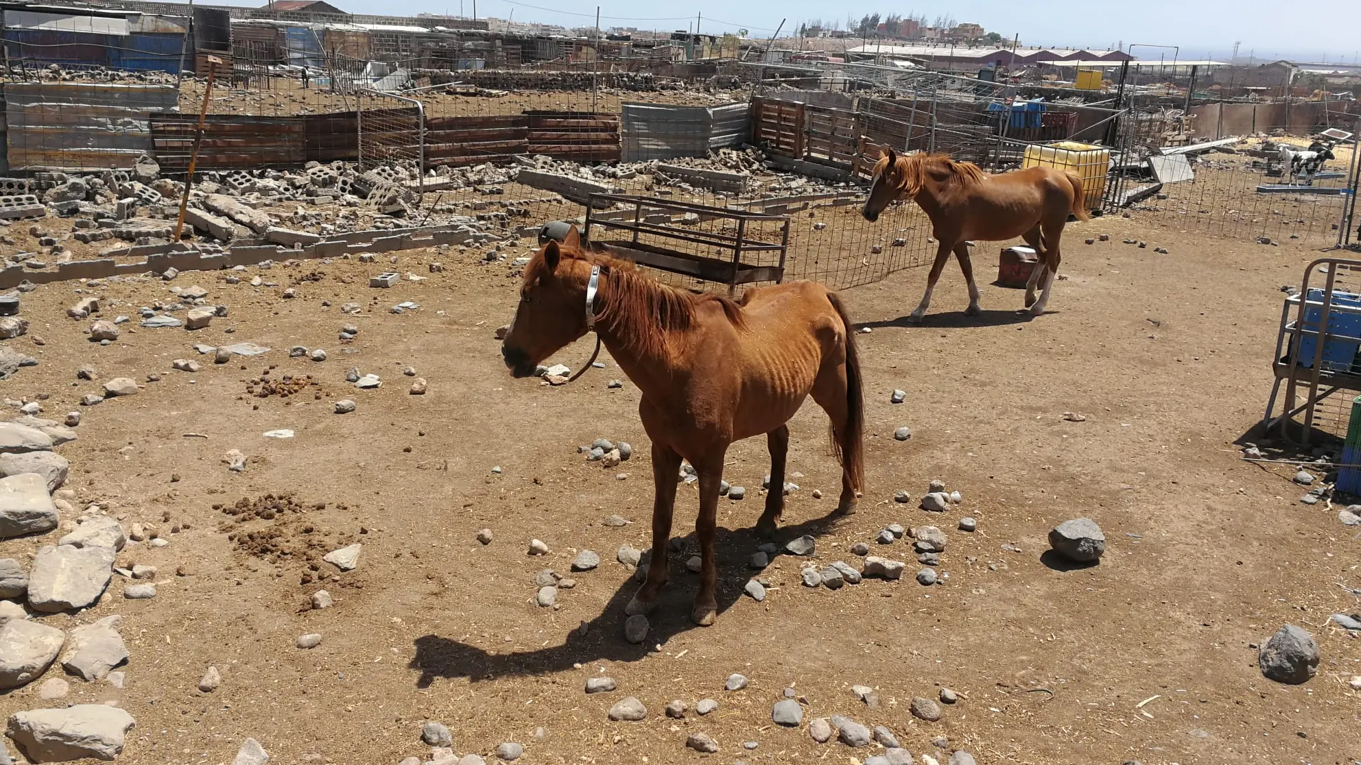 Maltrato animal. Explotaci&oacute;n ganadera en Ingenio, Gran Canaria