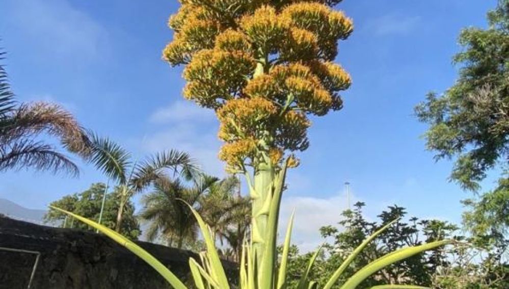 Flor de pita en Canarias. ‘Agave Cacozela’ conocida como pitera, magüey o mambú. Jardín Botánico de Santa Cruz de Tenerife
