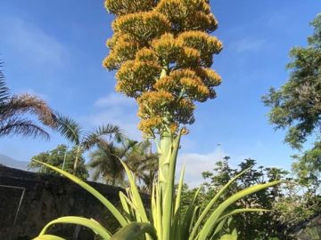 Flor de pita en Canarias. ‘Agave Cacozela’ conocida como pitera, magüey o mambú. Jardín Botánico de Santa Cruz de Tenerife