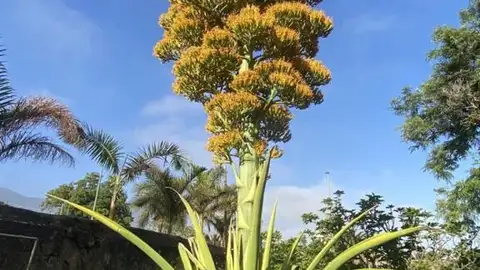 Flor de pita en Canarias. ‘Agave Cacozela’ conocida como pitera, magüey o mambú. Jardín Botánico de Santa Cruz de Tenerife Flor de pita en Canarias. ‘Agave Cacozela’ conocida como pitera, magüey o mambú. Jardín Botánico de Santa Cruz de Tenerife