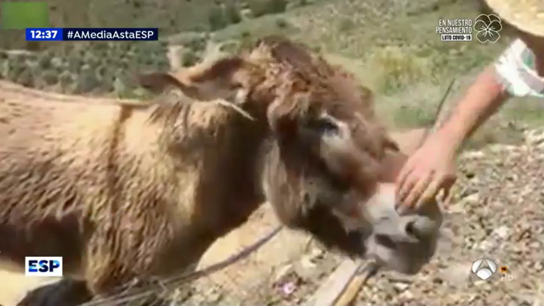 El fenómeno viral de la burra Baldomera llega a Pakistán, Japón y Australia