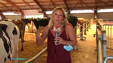 La previsión del tiempo. vacas