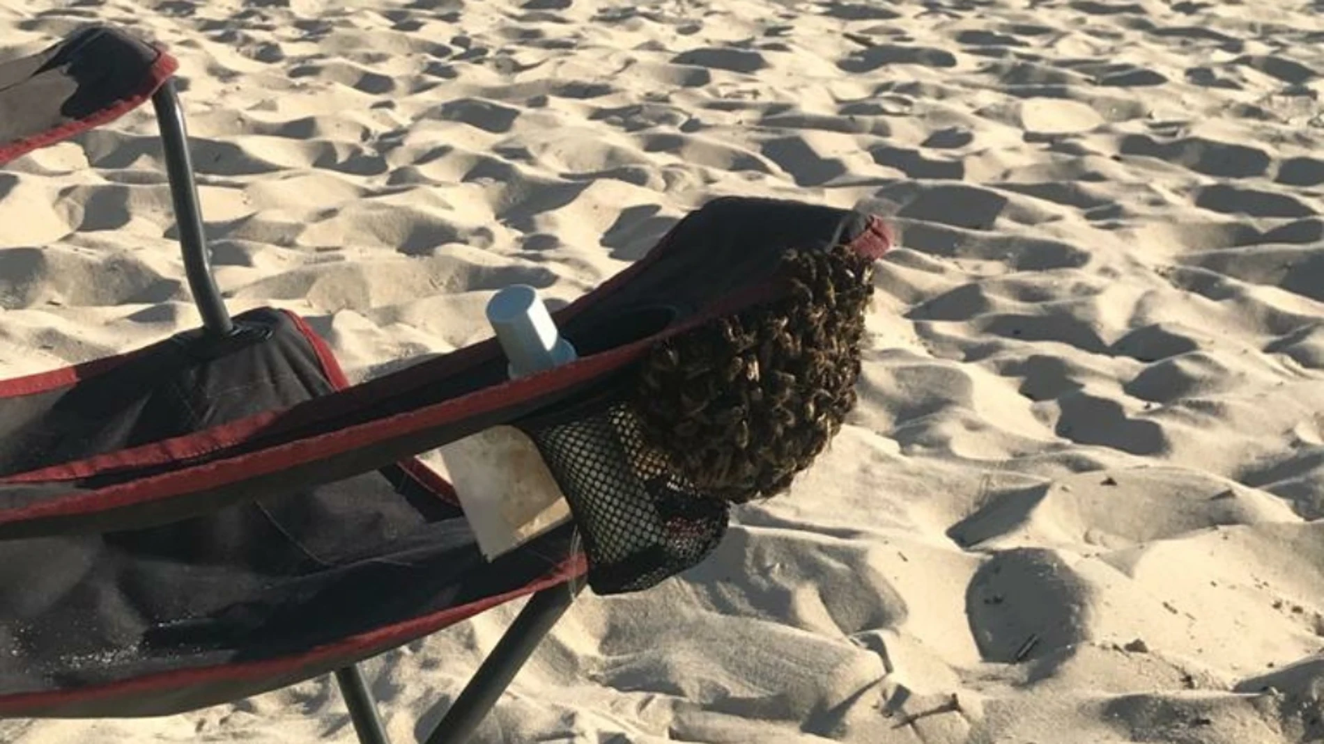 Cientos de abejas se instalaron en el reposabrazos de una silla en Samil Cientos de abejas se instalaron en el reposabrazos de una silla en Samil