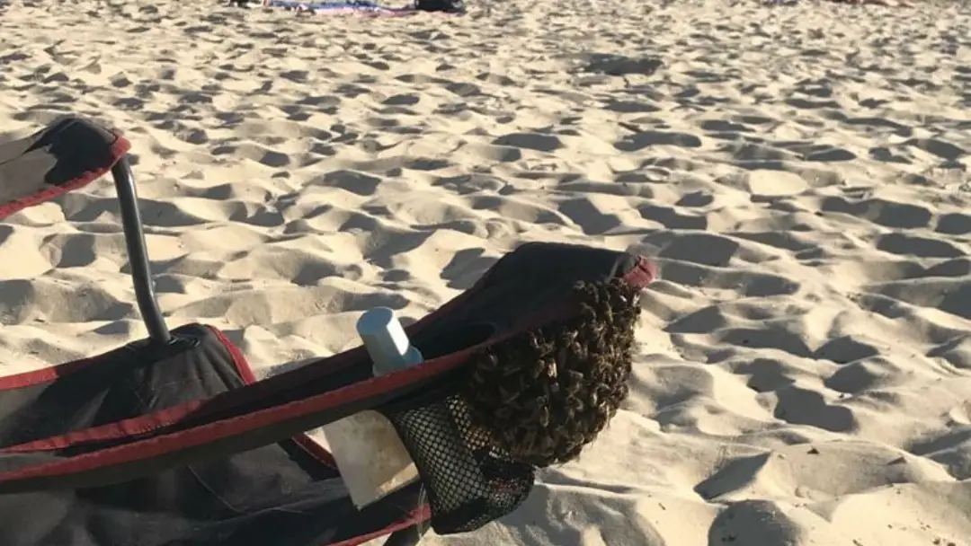 Cientos de abejas se instalaron en el reposabrazos de una silla en Samil Cientos de abejas se instalaron en el reposabrazos de una silla en Samil