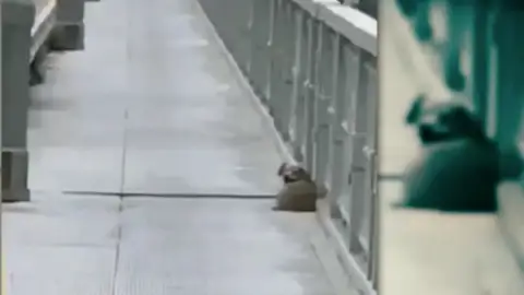 Perro en el puente Perro en el puente