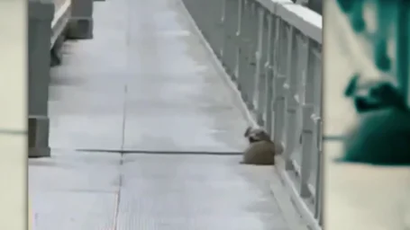 Perro en el puente