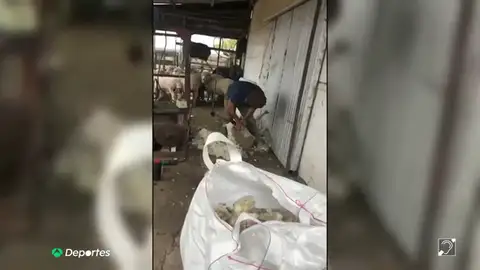 cavani cavani