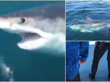 El angustioso momento en el que un enorme tiburón de más de 1.000 kilos sorprende a un grupo de pescadores 