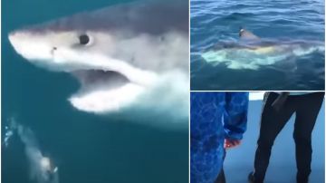 El angustioso momento en el que un enorme tiburón de más de 1.000 kilos sorprende a un grupo de pescadores 