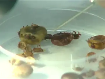 Si paseas por el campo ten cuidado con las garrapatas Si paseas por el campo ten cuidado con las garrapatas