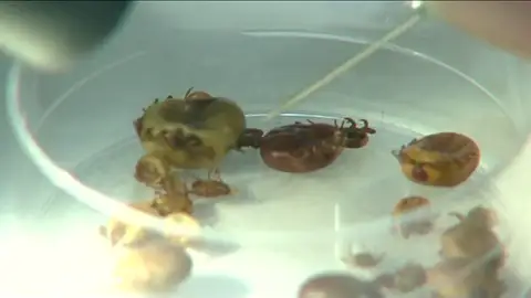 Si paseas por el campo ten cuidado con las garrapatas Si paseas por el campo ten cuidado con las garrapatas