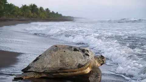 Tortugas Tortugas