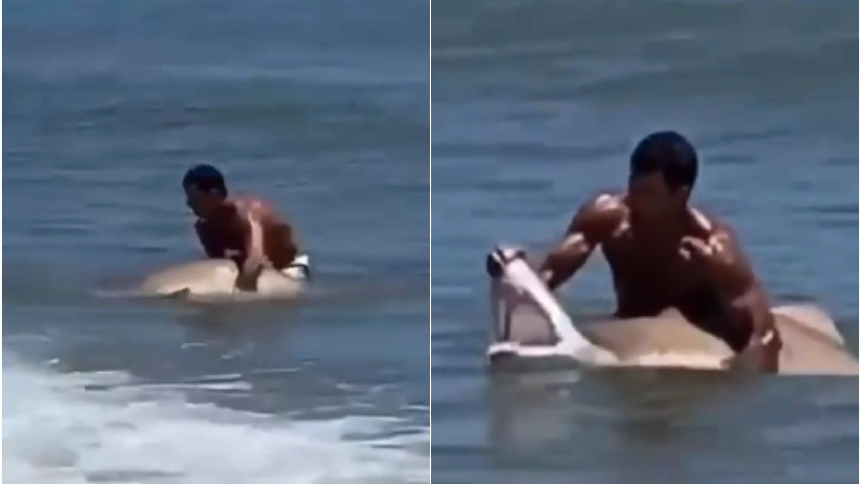 El v&iacute;deo viral de la pelea a muerte entre un hombre y un tibur&oacute;n en Estados Unidos