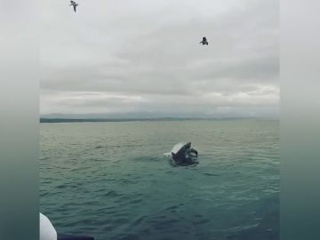Tiburón devora una foca Tiburón devora una foca