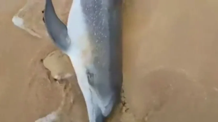 Surfistas de Fuerteventura salvan la vida a un delfín varado en la playa Surfistas de Fuerteventura salvan la vida a un delfín varado en la playa