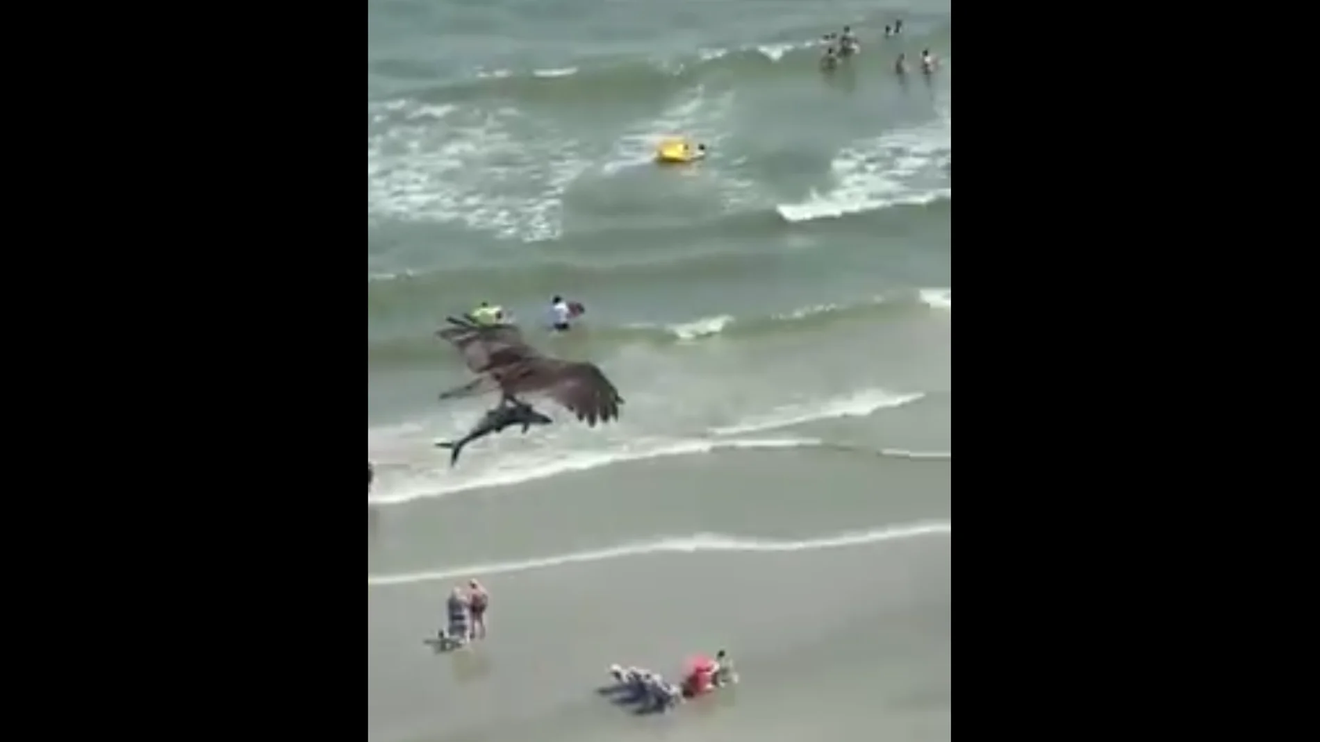 Un águila caza a un tiburón Un águila caza a un tiburón