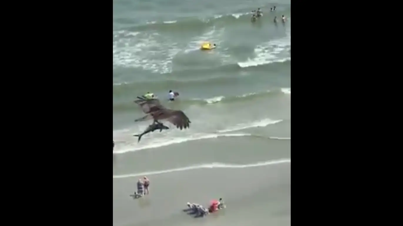 Un águila caza a un tiburón Un águila caza a un tiburón