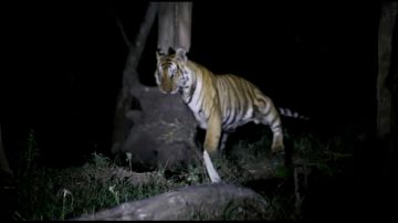 Un tigre devora a un elefante