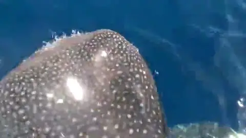 Avistan un tiburón ballena, el pez más grande del planeta, en aguas de La Gomera Avistan un tiburón ballena, el pez más grande del planeta, en aguas de La Gomera