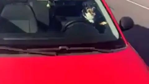 Deja a su perro encerrado en el coche al sol y se va a la playa en Poio en Pontevedra Deja a su perro encerrado en el coche al sol y se va a la playa en Poio en Pontevedra