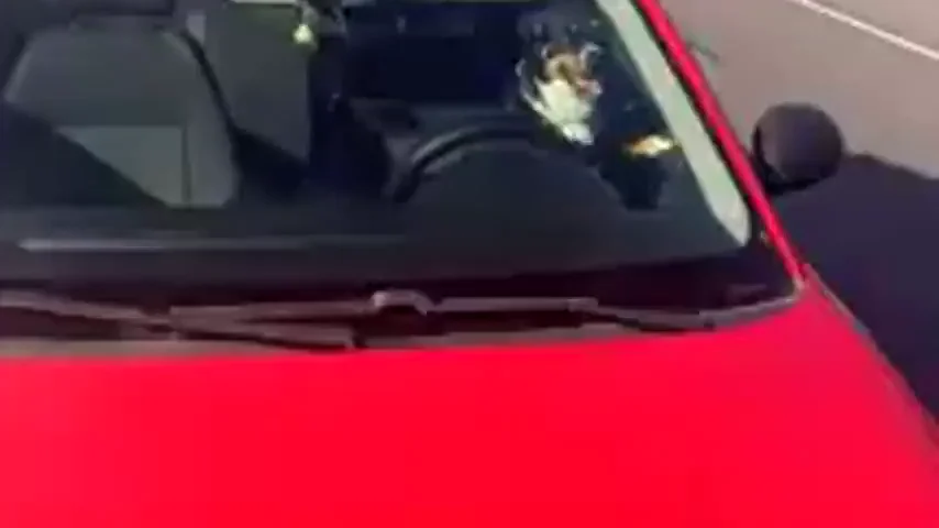 Deja a su perro encerrado en el coche al sol y se va a la playa en Poio en Pontevedra Deja a su perro encerrado en el coche al sol y se va a la playa en Poio en Pontevedra