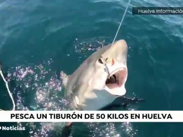 Un aficionado de Punta Umbria pesca y suelta un tiburón zorro de 50 kilos