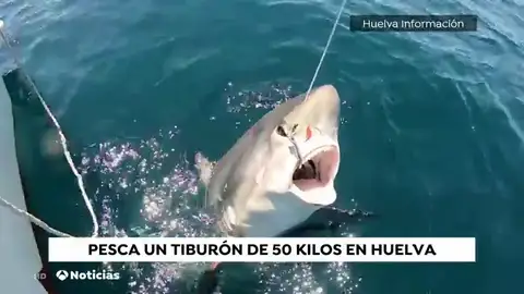 Un aficionado de Punta Umbria pesca y suelta un tiburón zorro de 50 kilos Un aficionado de Punta Umbria pesca y suelta un tiburón zorro de 50 kilos