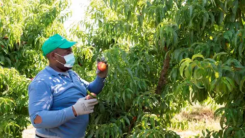 Preocupación por los rebrotes del coronavirus entre los temporeros Coronavirus