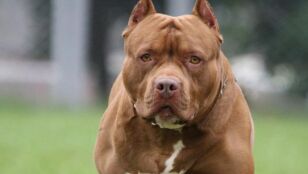 Perro de raza pitbull